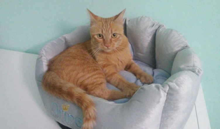 gatto