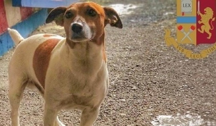 pocho-cane-poliziotto_28141043