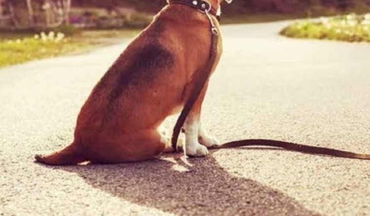 cane-scomparso_4
