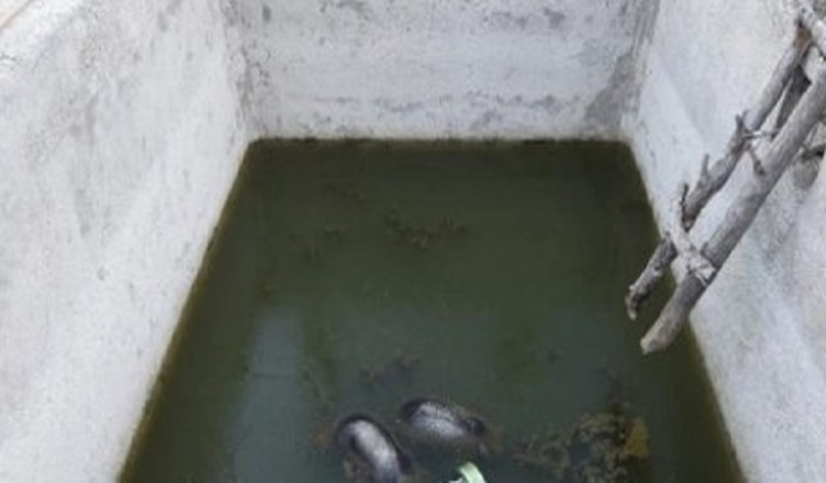 orsi-morti-abruzzo