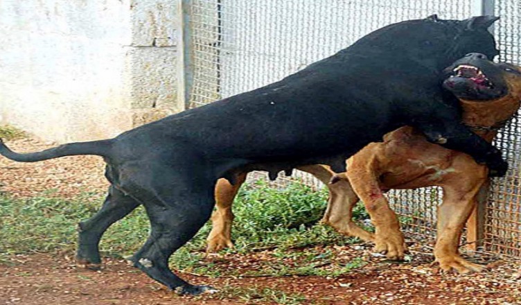 01/10/03-Lecce-Combattimento tra pitbull.