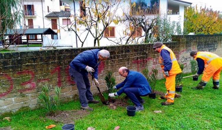 teramo-festa-albero