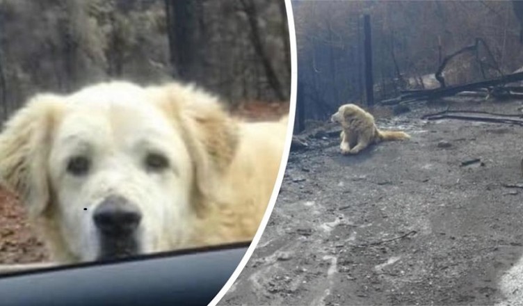 cane_madison_incendio_california_09190112