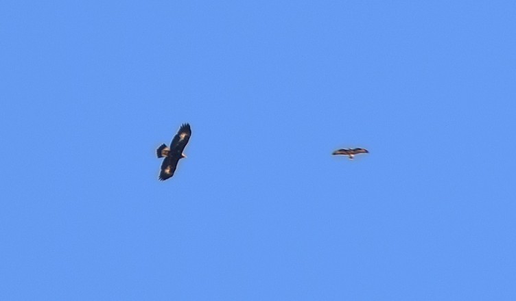 AQUILA E POIANA formia