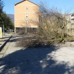 albero 4 isola