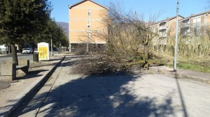 albero 4 isola