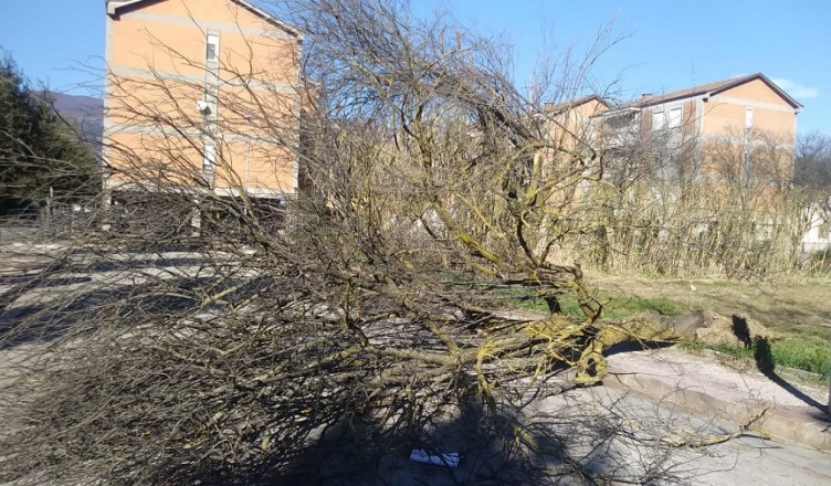 albero1 isola