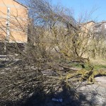 albero1 isola
