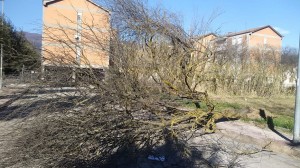 albero1 isola