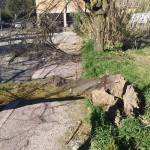 albero2 isola