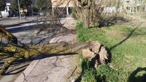 albero2 isola