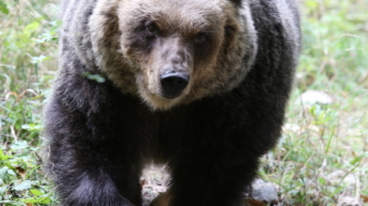 orso marsicano
