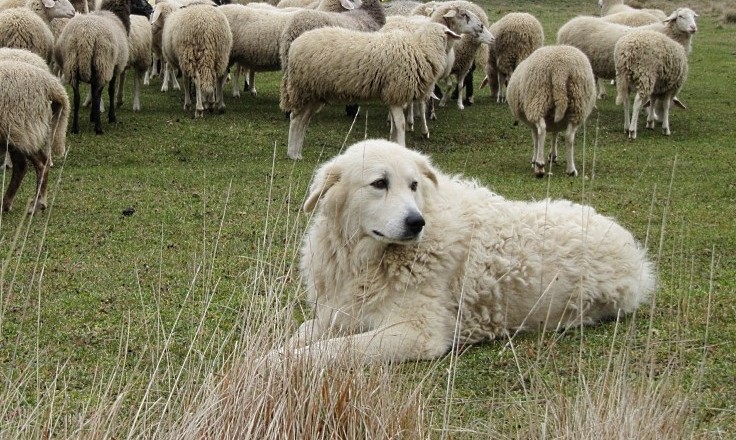 pastore maremmano abruzzese