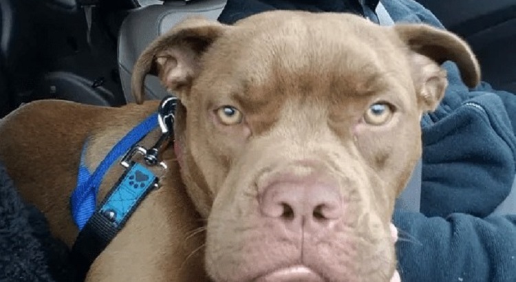 cane abbandonato