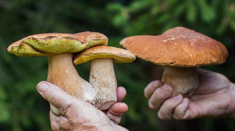 funghi salute