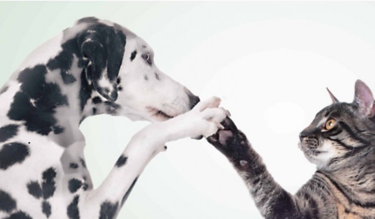 raccolta cibo per animali