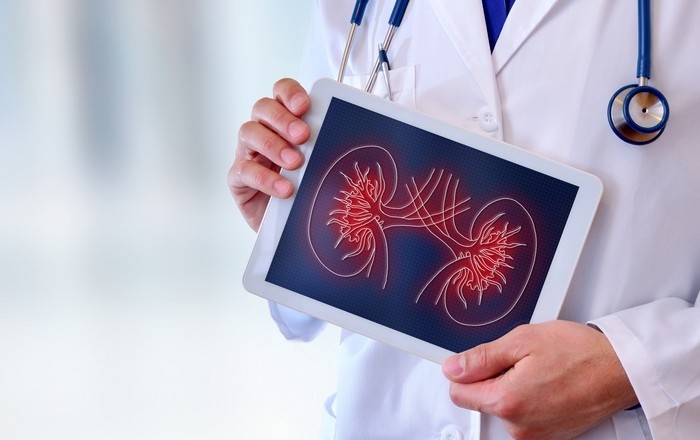 Doctor showing a kidney on a tablet closeup