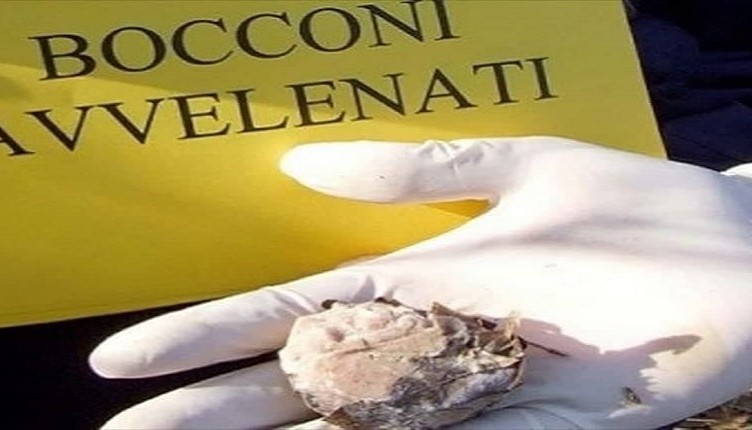 BOCCONI KILLER