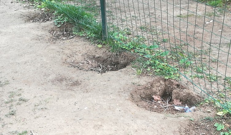 BUCHE AREA CANI
