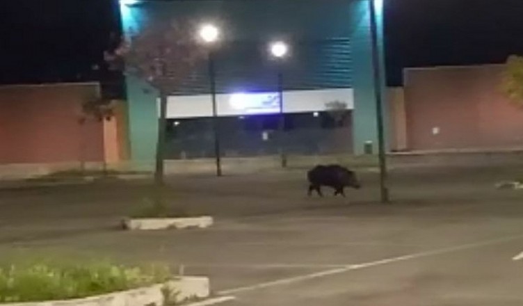 Cinghiale ascensore inclinato