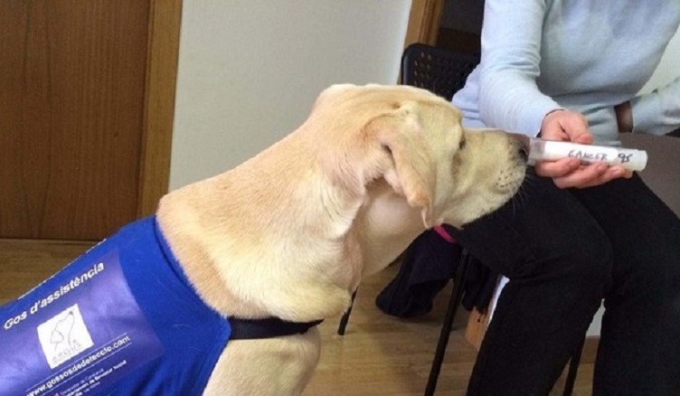 TUMORI CANE