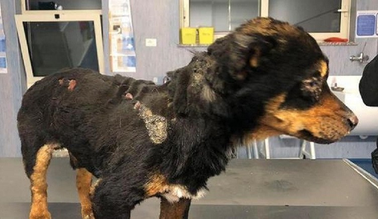 cane_seviziato_fuoco_sassari_salvini