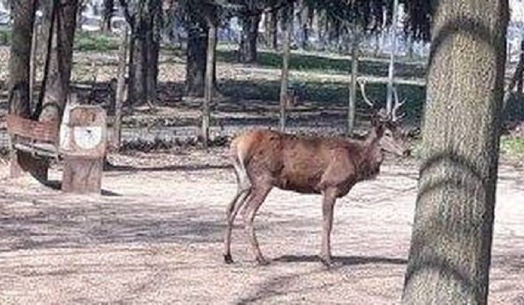 cervo in fuga brianza