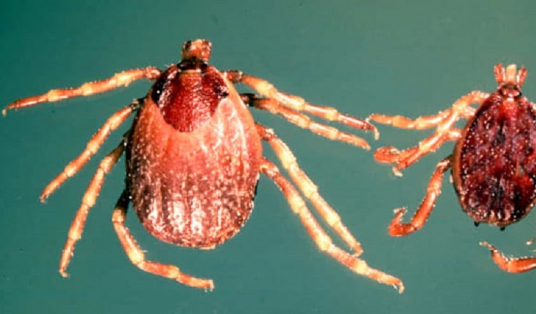 zecche