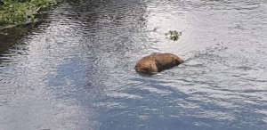 IMG-20190529-WA0005