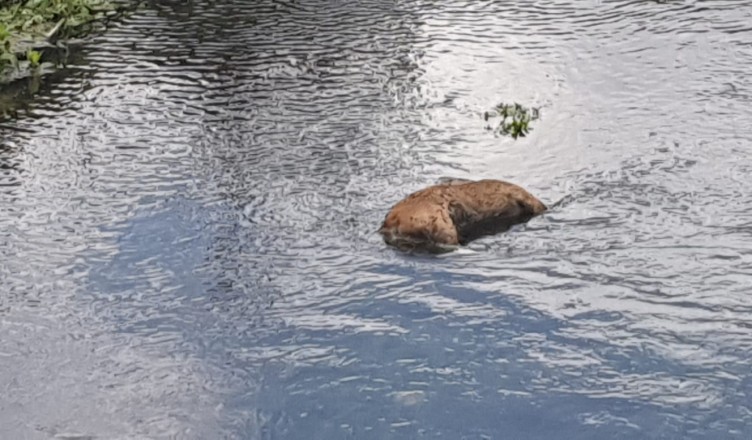 IMG-20190529-WA0005