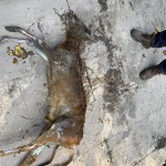 IMG-20190529-WA0007