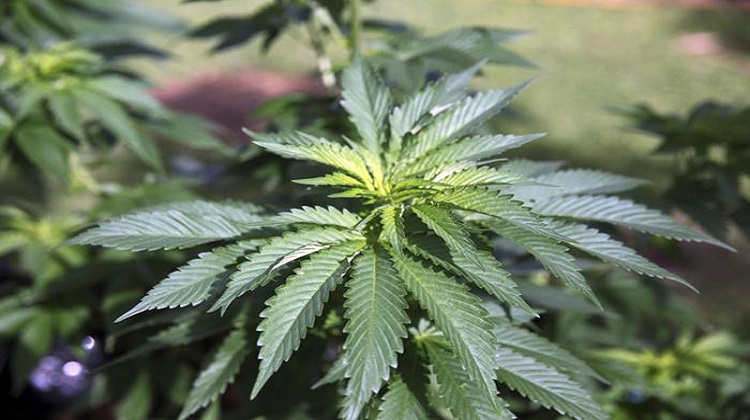 Google mette al bando le app che vendono marijuana