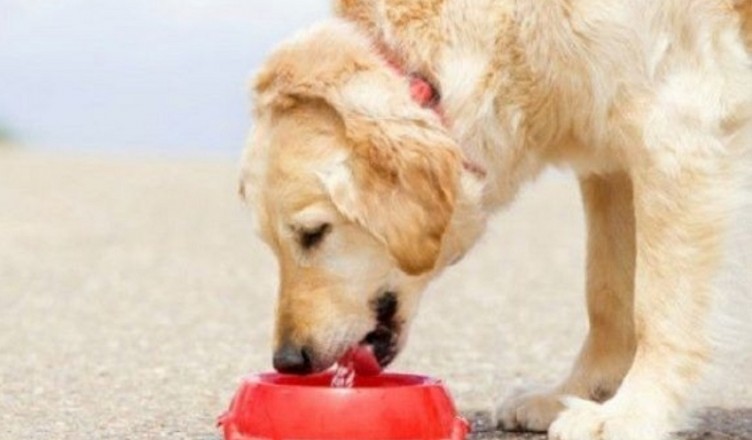 CANE ACQUA