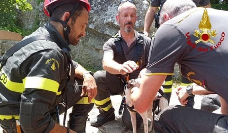 levriero e vigili del fuoco