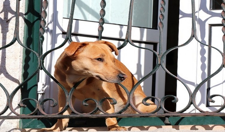vietato cani balconi
