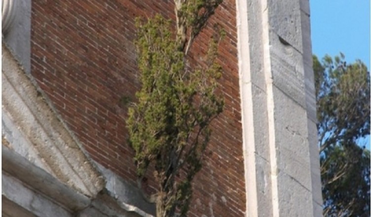 cipresso miracolo