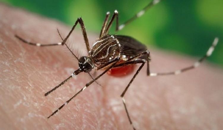 zanzara killer virus mortale