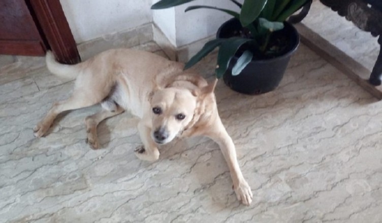 ARON