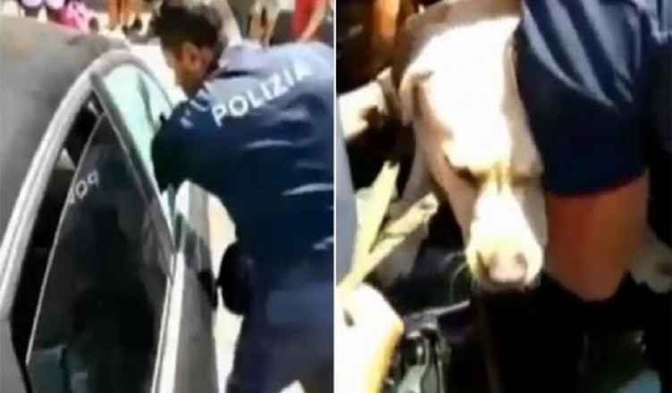cane salvato polizia