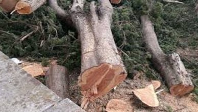 ALBERI TAGLIATI