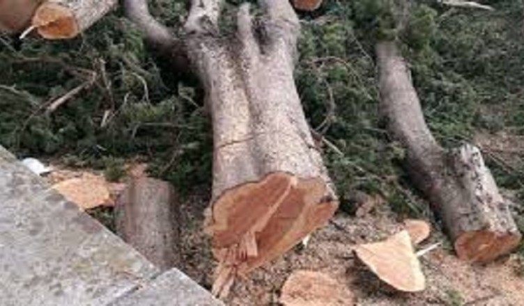 ALBERI TAGLIATI
