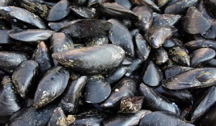 cozze