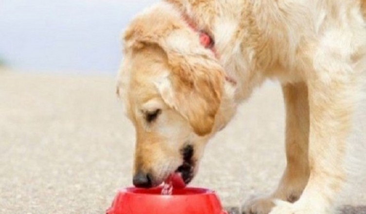 CANE ACQUA