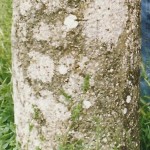 ceppo6