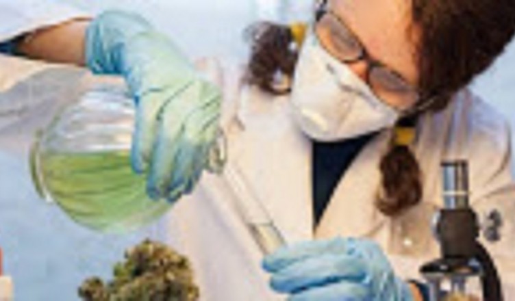 cura cannabis