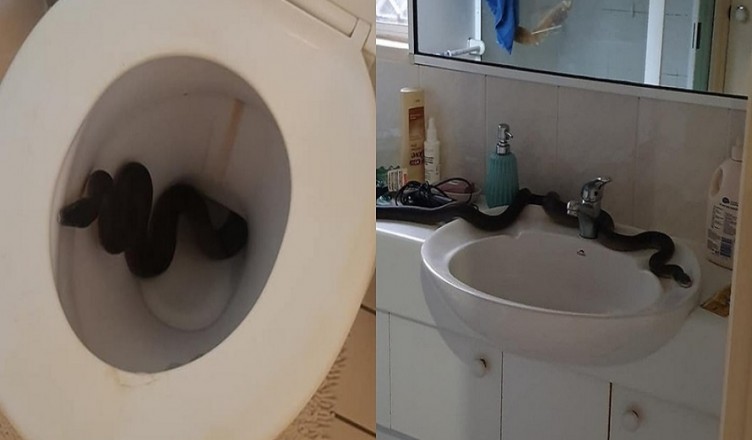 serpente nel wc