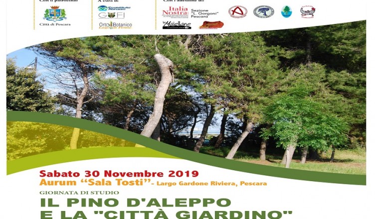 Pino d'Aleppo