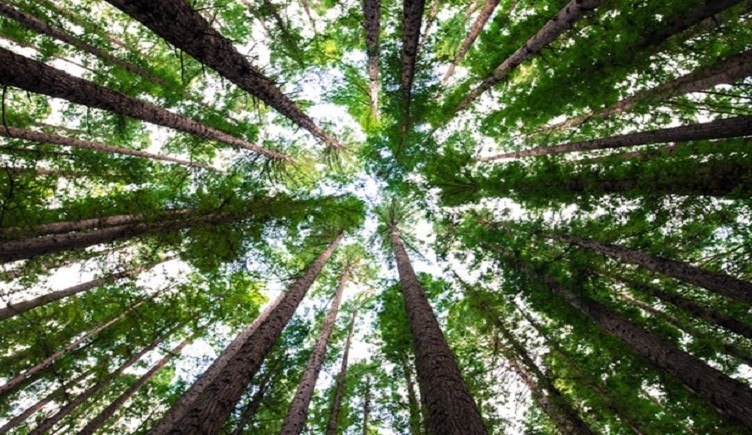 alberi