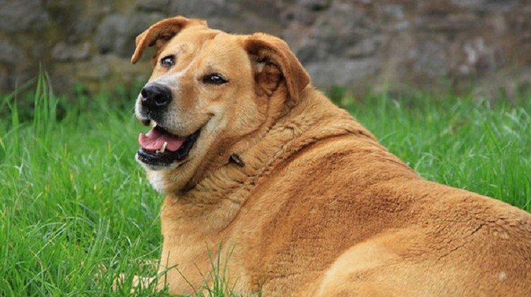 cani obesi