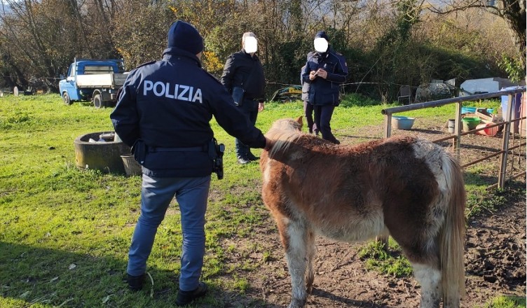cassino maltrattamenti animali